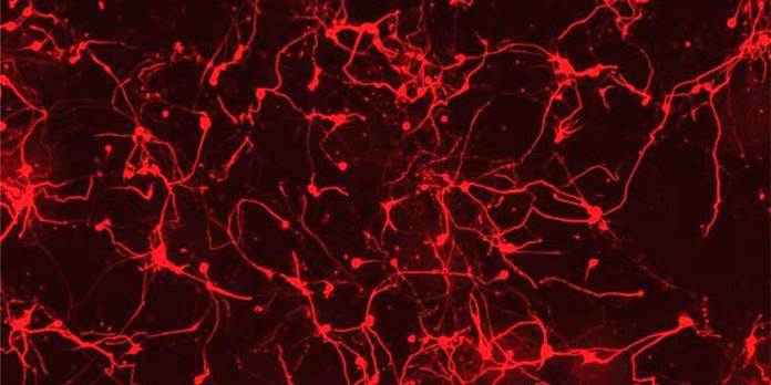 Mécanique Du Vivant Les Physiciens Récrivent La Biologie - 