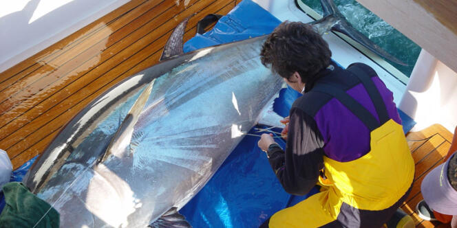 Une scientifique du programme Census of Marine Life lors d'une opération de marquage d'un thon rouge.