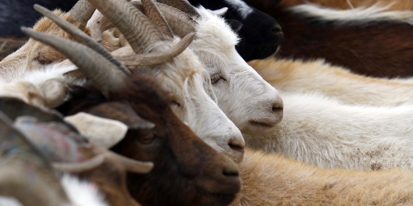 L Effet Affriolant Des Effluves Du Bouc