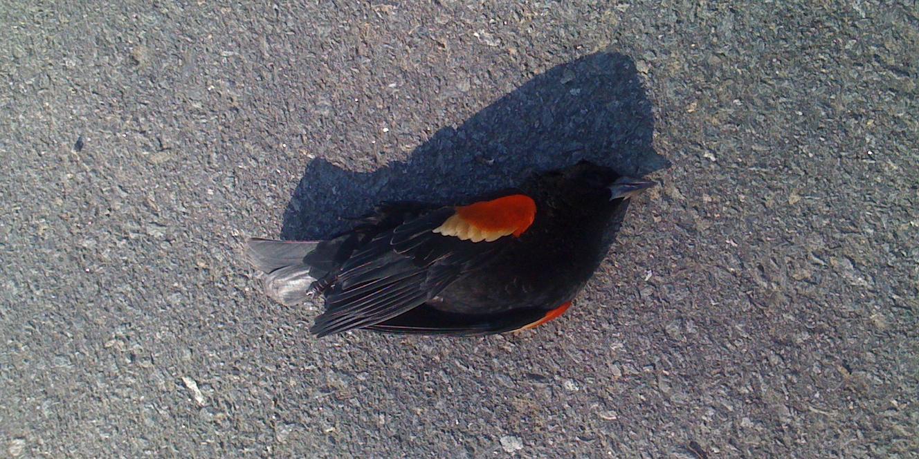 Nouvelle pluie mystérieuse d'oiseaux morts aux EtatsUnis