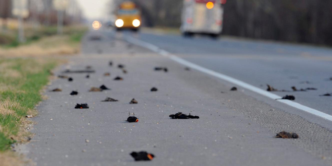 Les oiseaux de l'Arkansas, "étourdis en plein vol"