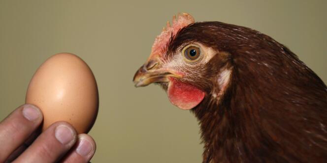 Au total, l'Europe souffre d'un déficit de 200 millions d'œufs par semaine.