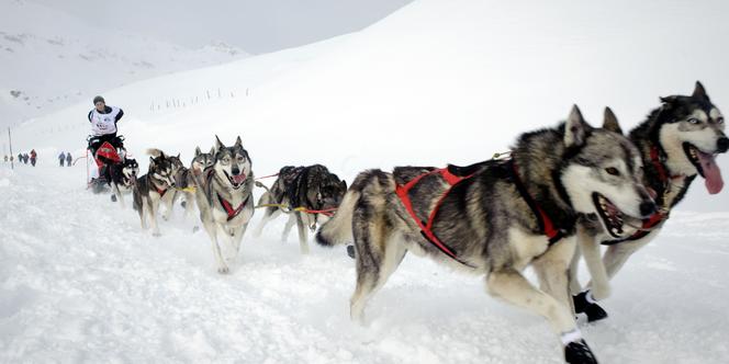 Film Sur Les Chiens De Traineaux Départ de la Grande Odyssée, prestigieuse course de chiens de traîneau