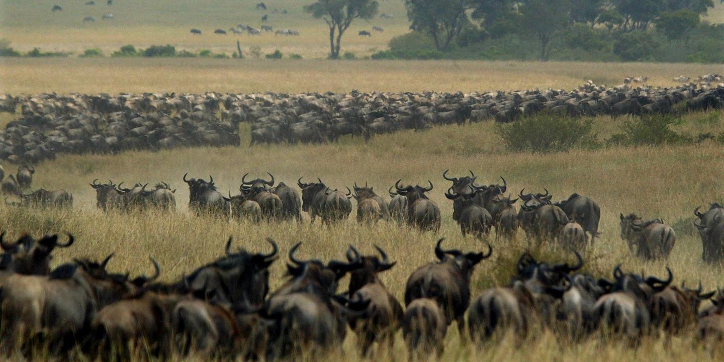 Au Kenya Une Herbe Toxique Envahit La Savane Au Kenya Une Herbe Toxique Envahit La Savane