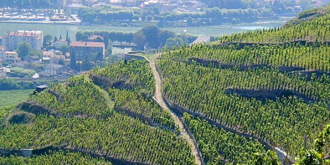 Vue d'ensemble du vignoble de l'Hermitage, dans la vallée du Rhône.