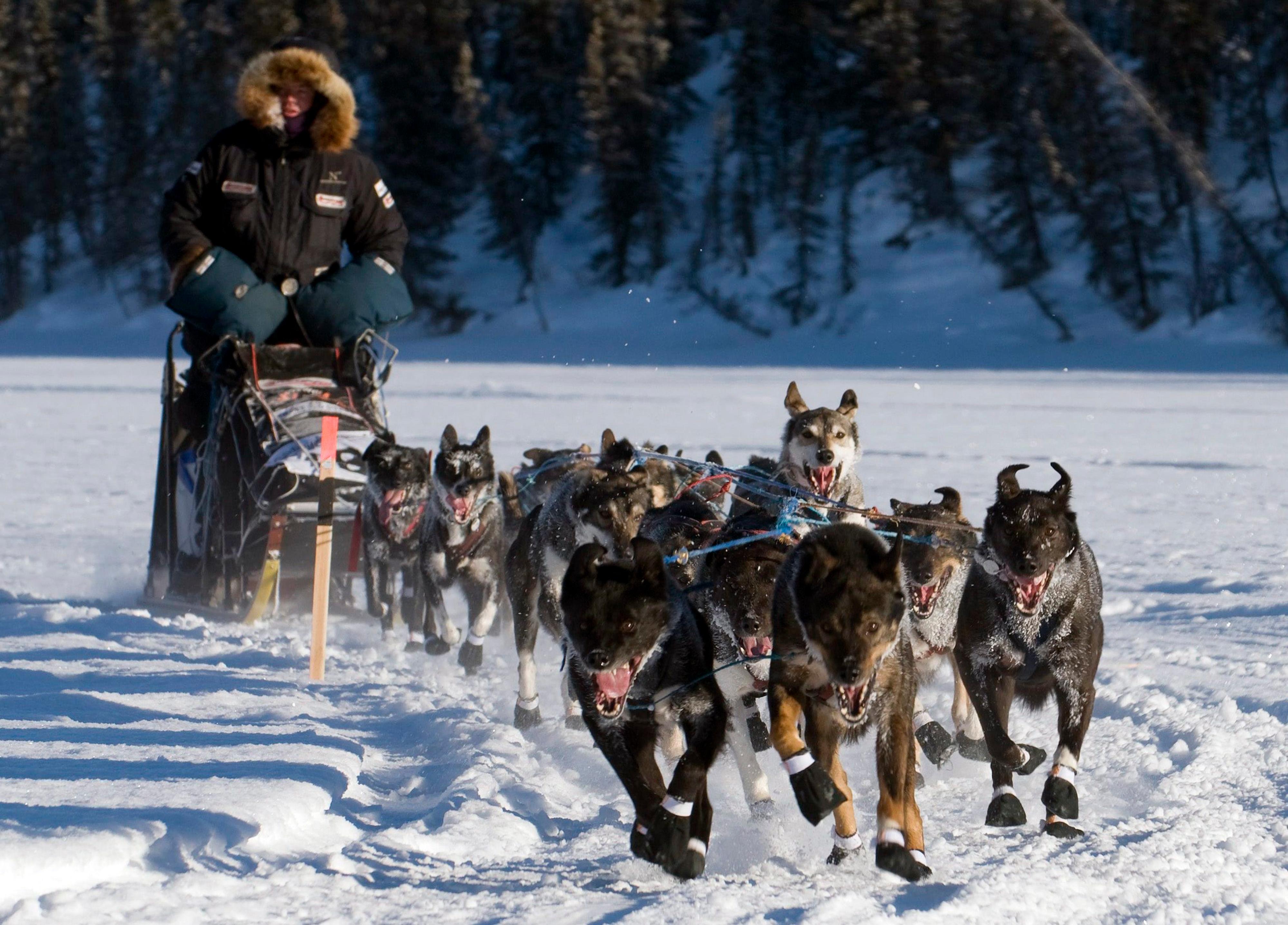 Film Avec Des Chiens De Traineaux La Yukon Quest, course de chiens de traîneaux, perpétue l'esprit des