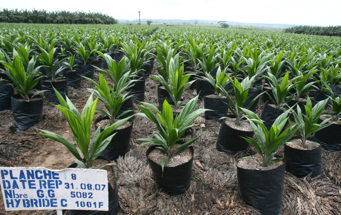Plantations de la Société de Palme de Côte d'Ivoire, en 2008.