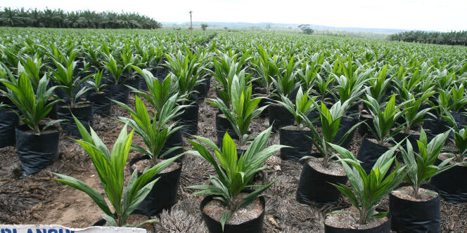 Plantations de la Société de Palme de Côte d'Ivoire, en 2008.