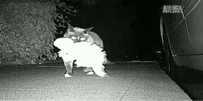 Un Chat Americain Kleptomane A Vole 600 Objets