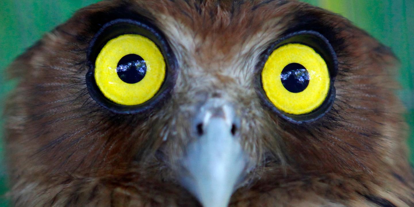 Comment Le Hibou Se Tord Le Cou Sans Perdre La Tete Comment Le Hibou Se Tord Le Cou Sans Perdre La Tete
