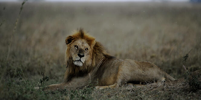 Un lion dans la réserve nationale de Serengeti, au Kenya.