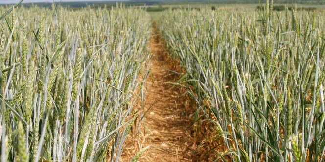 La Confédération paysanne a demandé, mardi 14 août, l'arrêt de la production des agrocarburants à base de céréales.