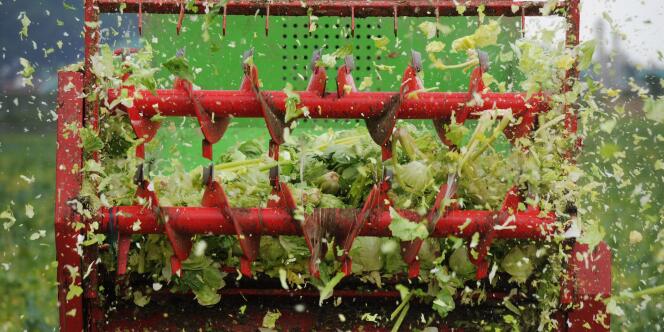 Un producteur allemand situé près de Hanovre, contraint de détruire ses salades, après les soupçons de contamination de végétaux crus à la bactérie ECEH.