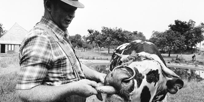 Un éleveur est obligé de nourrir un de ses taureaux avec des bananes par manque d'herbe, en juillet 1976 près du Havre, alors qu'une importante sécheresse frappe tout le pays. 