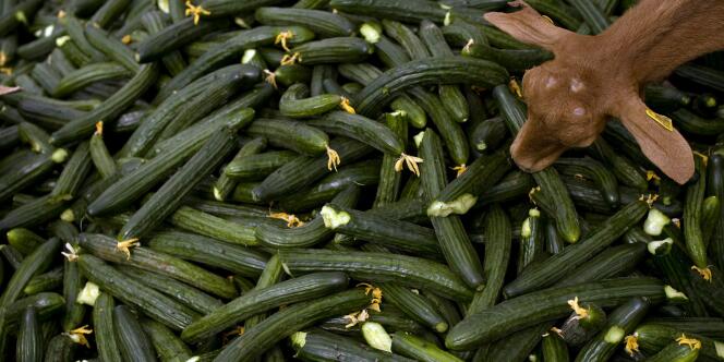 En France, c'est la sécheresse qui met cette année tout le monde agricole dans une situation critique. Les ventes de concombres ont chuté de 80 % en quelques jours, le cours de la tomate de 20 %. En Belgique aussi les ventes se sont également effondrées.