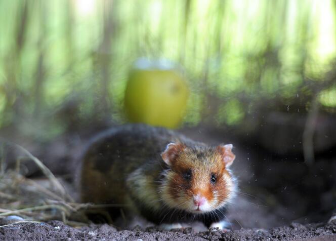 Le grand hamster d'Alsace est en voie de disparition depuis 1993.