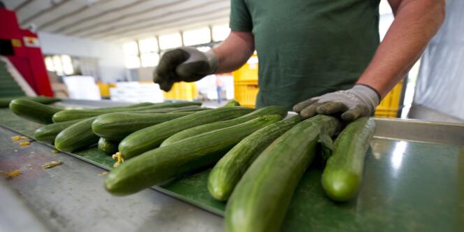 L'alerte de l'Allemagne contre la consommation de concombres, de tomates et de salades crus  