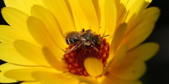 L'abeille domestique 