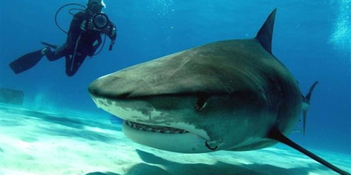 À 13 ans, elle réchappe à une attaque de requin en frappant le