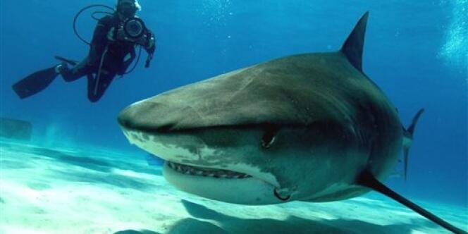 Un requin-tigre. A La Réunion, sept personnes ont été tuées par des squales depuis février 2011.