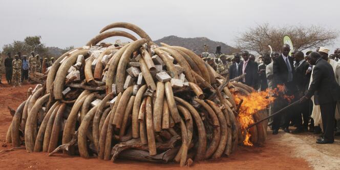 Cinq tonnes d'ivoire brûlées au Kenya, le 20 juillet 2011.