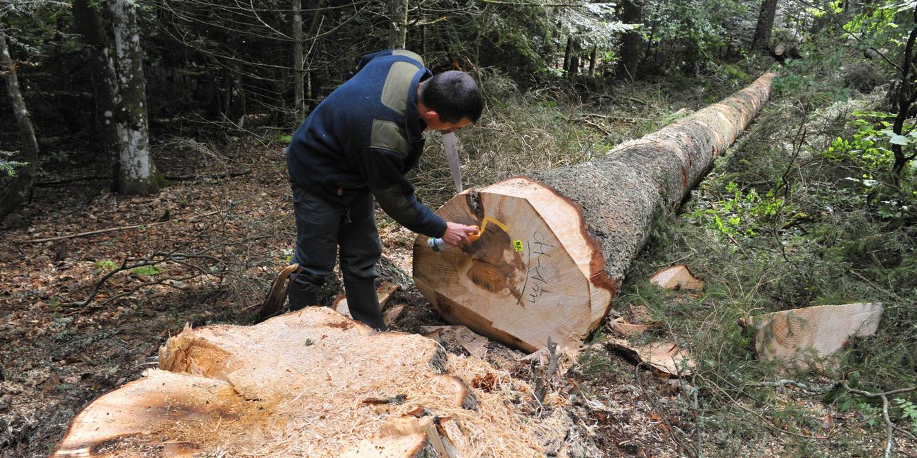 Les bûcherons modifient la gestion des forêts pour préserver les oiseaux