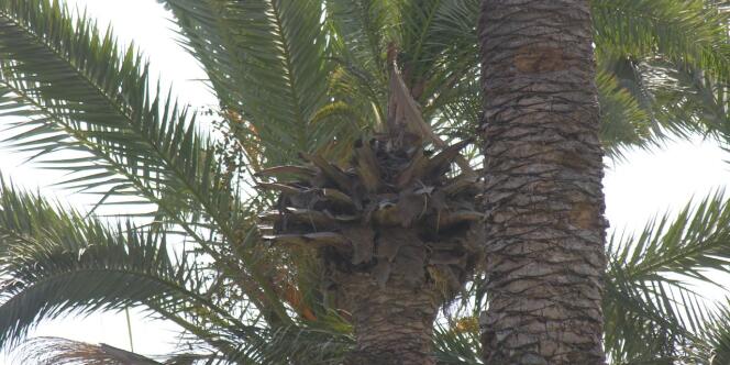 Des palmiers de l'oasis de Gabès en Tunisie.