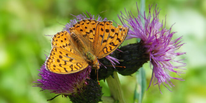 En Grande-Bretagne, le papillon moyen nacré (Argynnis adippe) a régressé en raison de la contraction de son territoire.