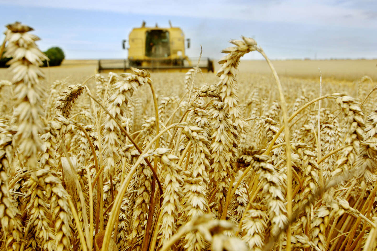 L'Afrique pourrait cultiver plus de blé pour se nourrir