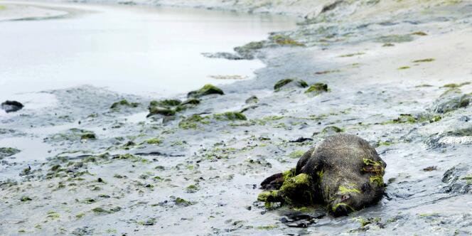 Un sanglier mort sur la plage de Morieux, dans la baie de Saint-Brieuc (Côtes-d'Armor), le 26 juillet 2011.