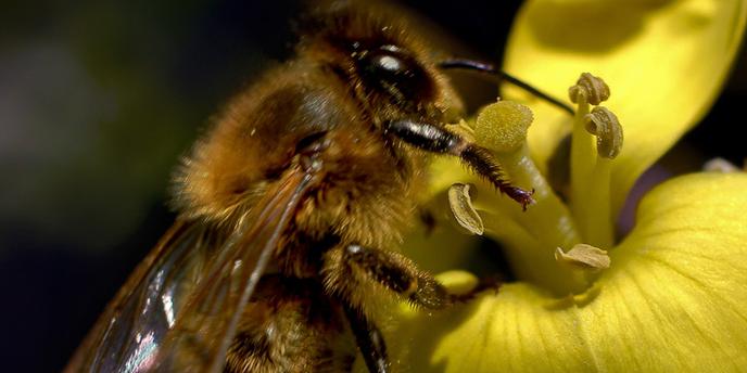 Antibiotiques Et Pesticides Un Cocktail Mortel Pour Les Abeilles Americaines