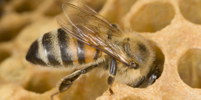 Les insecticides sont mis en cause par des ONG et la Commssion européenne dans l'effondrement des colonies d'abeilles.