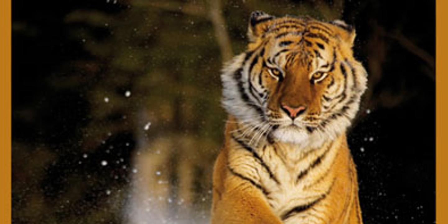 Comment On Dit Tigre En Anglais Métaphysique du feulement