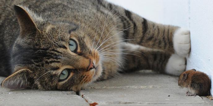 Qui Veut Goûter La Pâtée Pour Chats