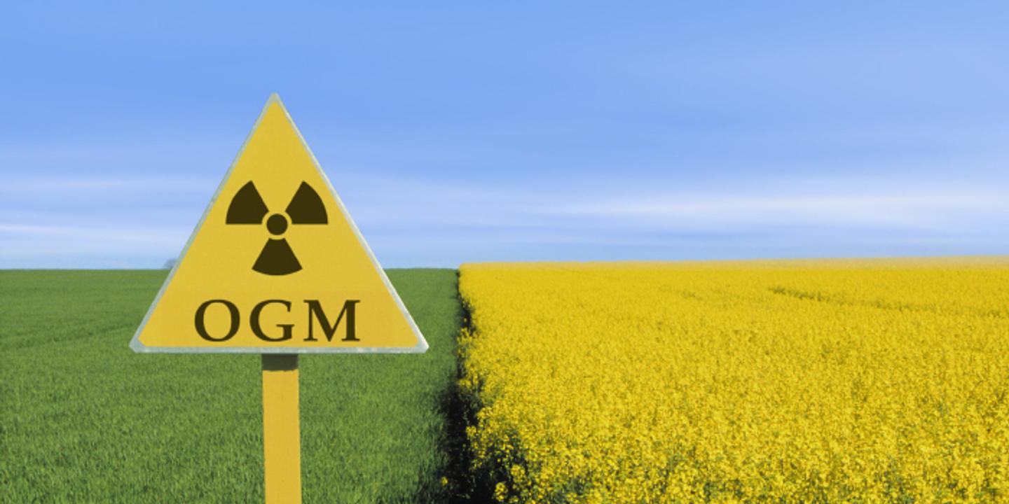 brassière triangle femme