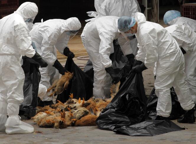 A Hongkong, les autorités ont décidé, mardi 28 janvier, de faire abattre 21 000 volailles sur un marché de gros après la découverte du virus chez des poulets en provenance de Chine continentale.