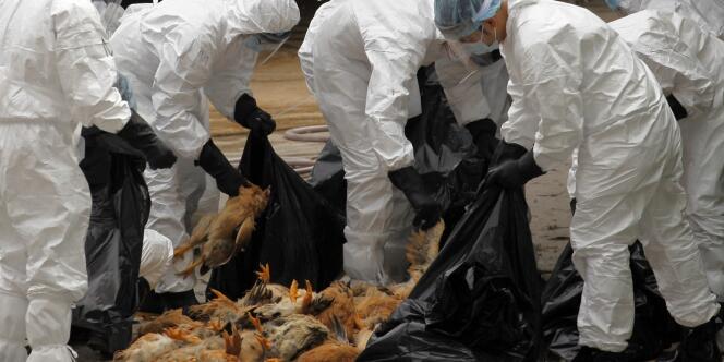 A Hongkong, les autorités ont décidé, mardi 28 janvier, de faire abattre 21 000 volailles sur un marché de gros après la découverte du virus chez des poulets en provenance de Chine continentale.