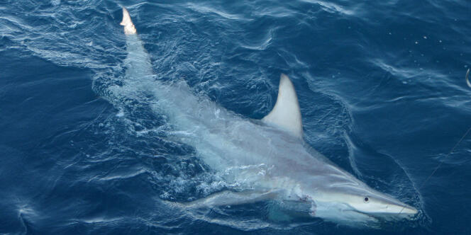 Un requin en Australie, en 2012.