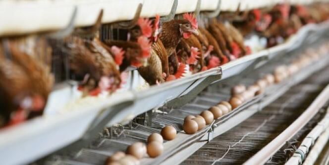 Un élevage de poules en batterie en Italie.