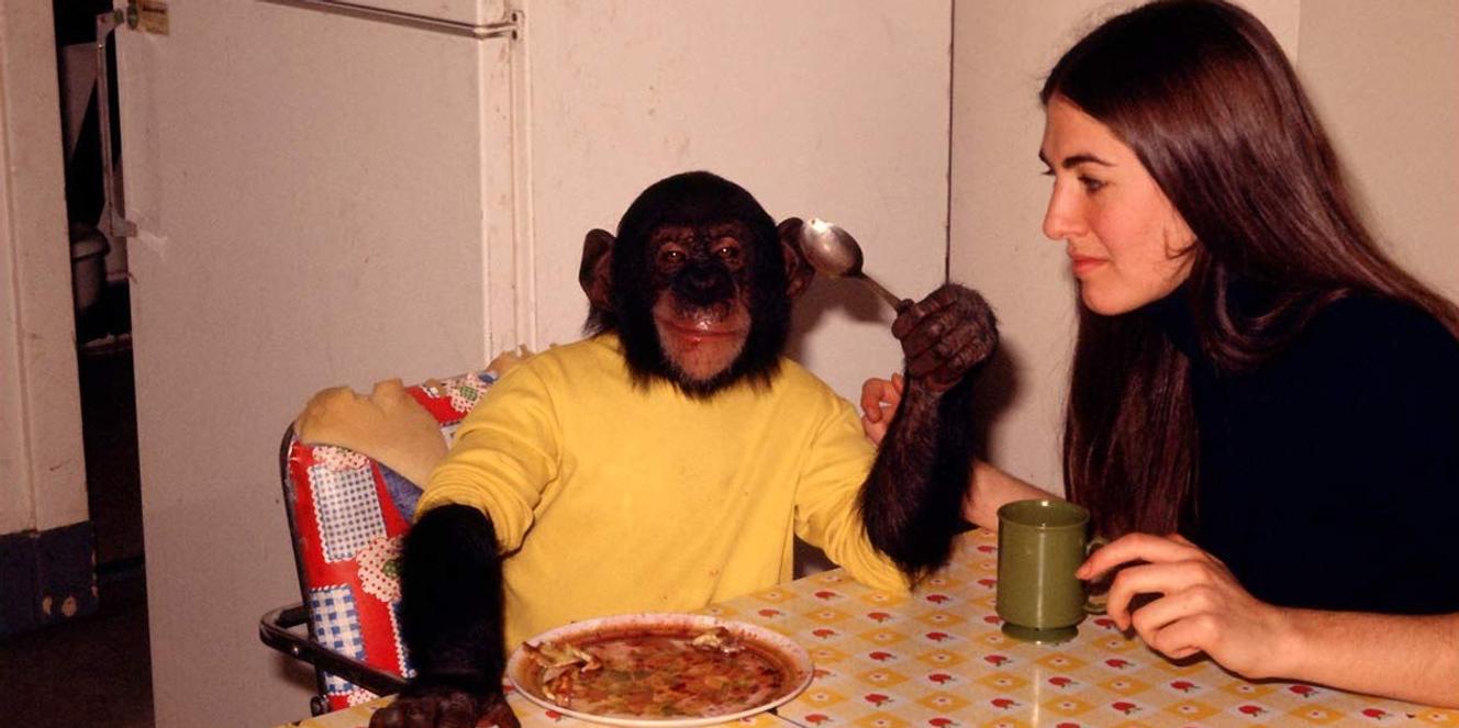 Planete Animal Les Jeux De L'amour "Le Projet Nim" : un singe sur la planète des hommes