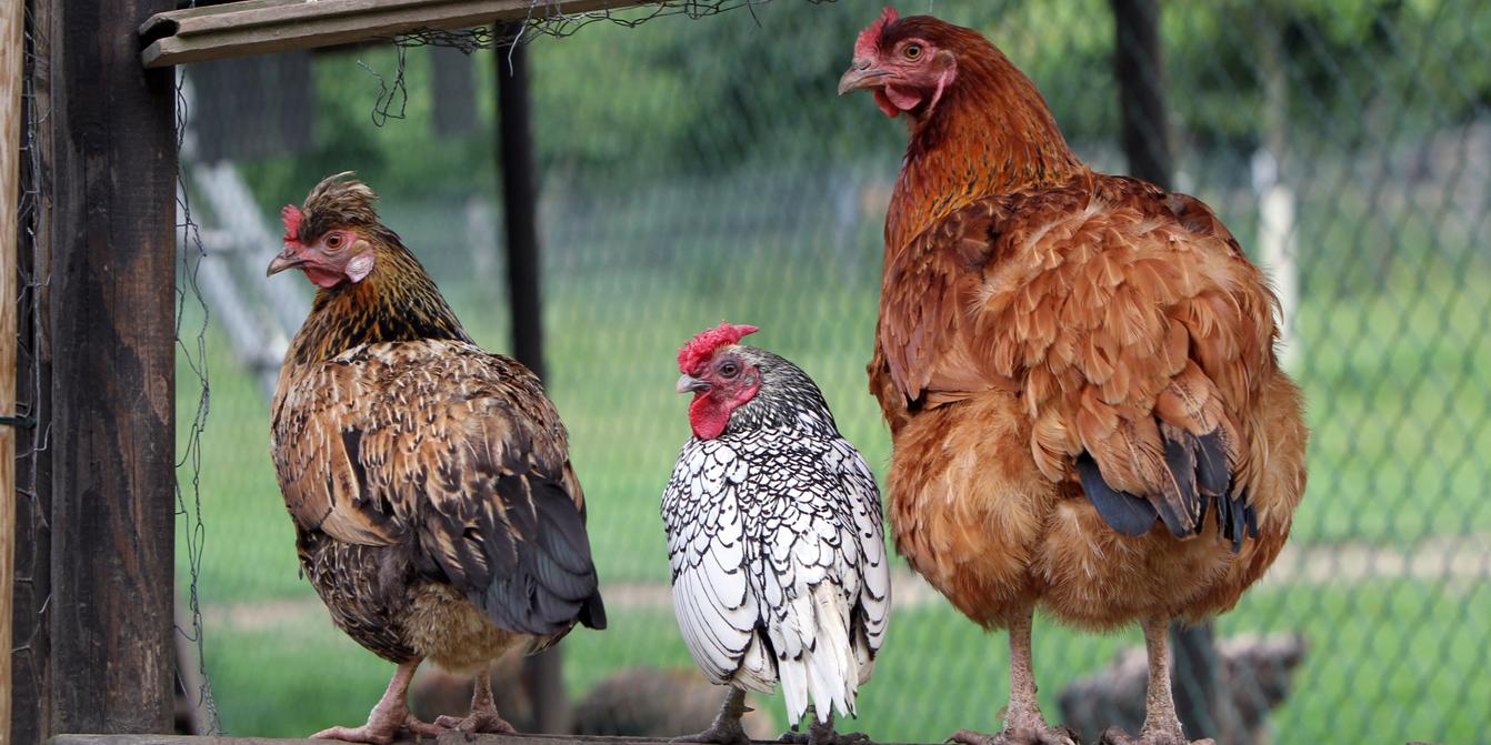 Chat Dans La Gorge Et Poule Mouillee