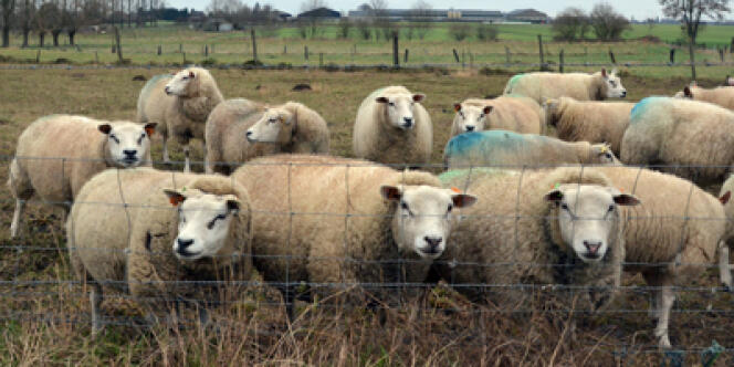 Le virus Schmallenberg affecte plus ou moins gravement les élevages bovins, ovins et caprins.