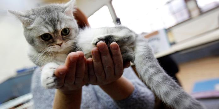 Soigner Son Animal A Moindre Cout