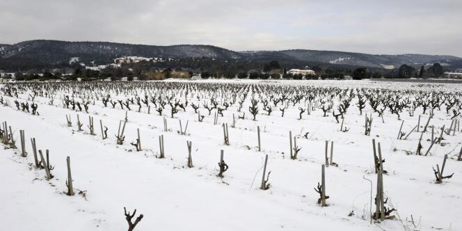 Vignes couvertes de neige à Cassis, le 4 février 2012.