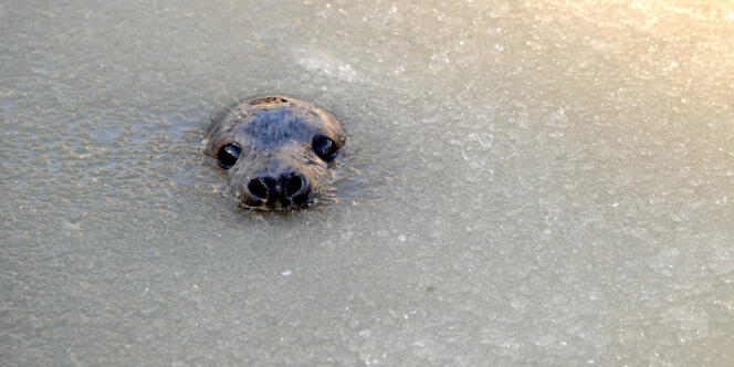 A young seal emerges from partially frozen water at a seal breeding station in Friedrichskoog.