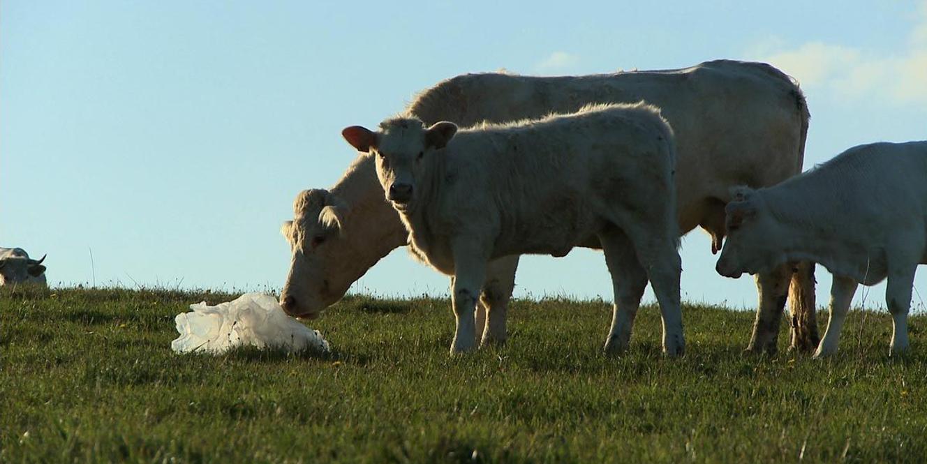 Bovine Ou La Vrai Vie Des Vaches "Bovines ou la vraie vie des vaches" : pastorale pour vache charolaise