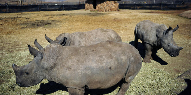 Selon WWF, deux rhinocéros sont tués chaque jour dans le sud du continent africain.