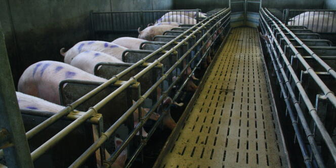 Pour l'ONG Protection mondiale des animaux de ferme, les porcs ont besoin d'être sur paille et non sur caillebotis.