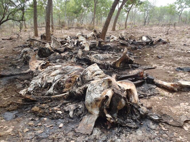 Des carcasses d'éléphants carbonisées, victimes de braconnage pour leurs défenses, dans le parc national Boubou Ndjida, au Cameroun, le 16 février 2012.