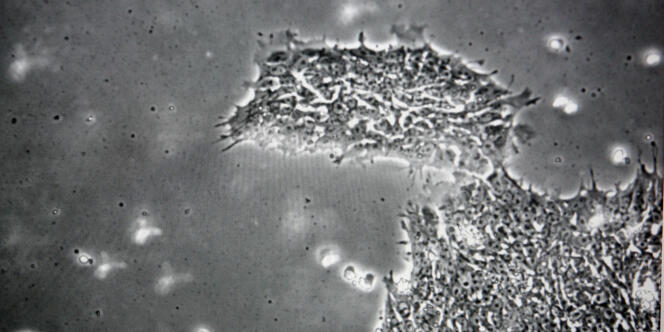 Des cellules souches d'un embryon humain, le 10 mars 2009 aux Etats-Unis. 